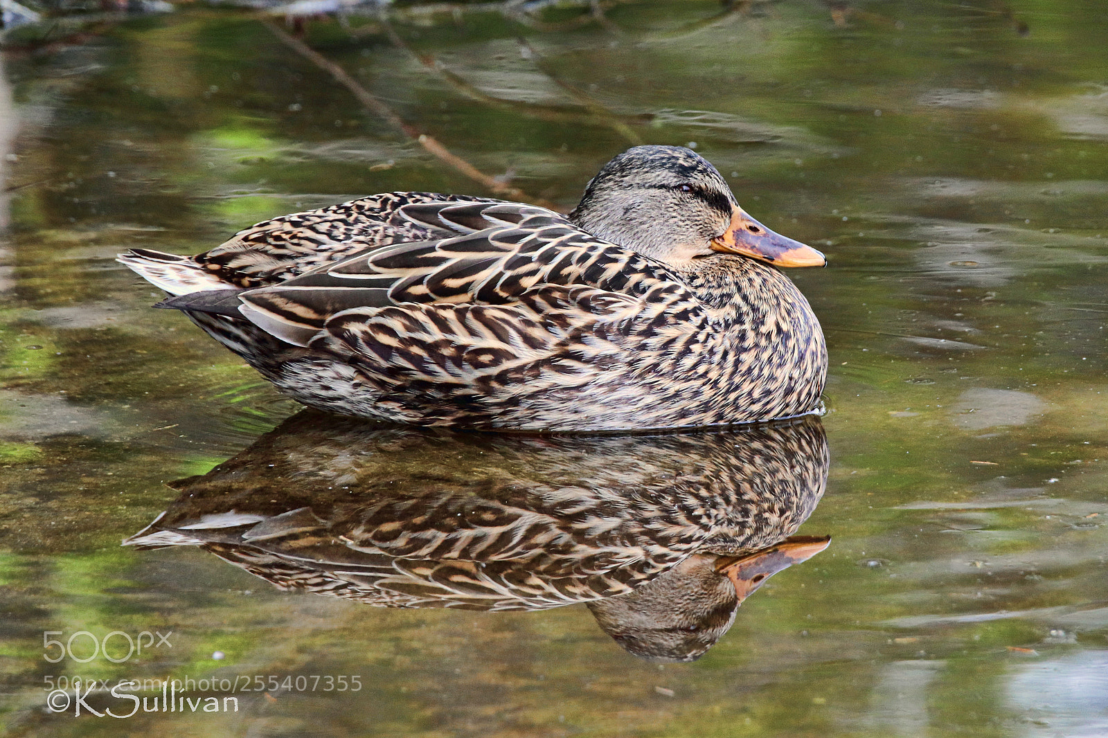 Canon EOS 77D (EOS 9000D / EOS 770D) sample photo. Relaxation reflected photography