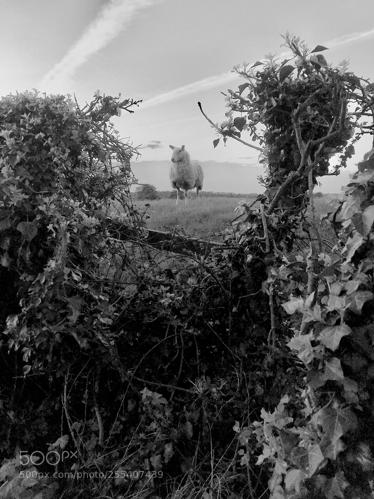 Apple iPhone SE sample photo. Sheep photography