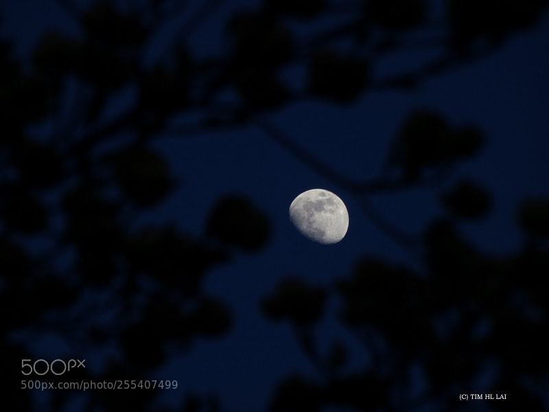 Sony Cyber-shot DSC-HX50V sample photo. Moon and flowers photography
