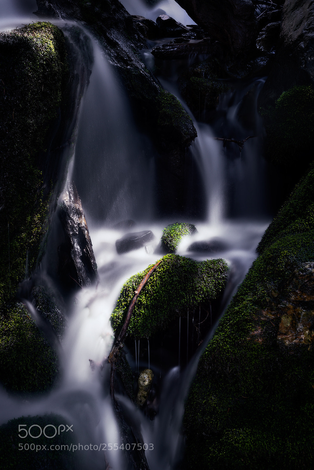Nikon D800 sample photo. Serenade photography