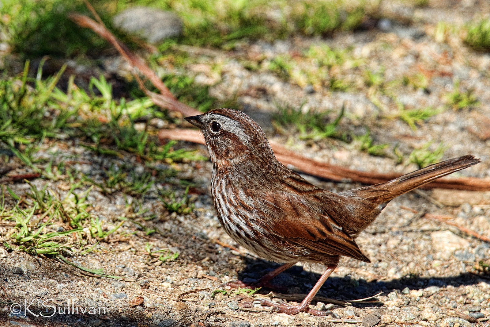Canon EOS 77D (EOS 9000D / EOS 770D) sample photo. Hop along photography