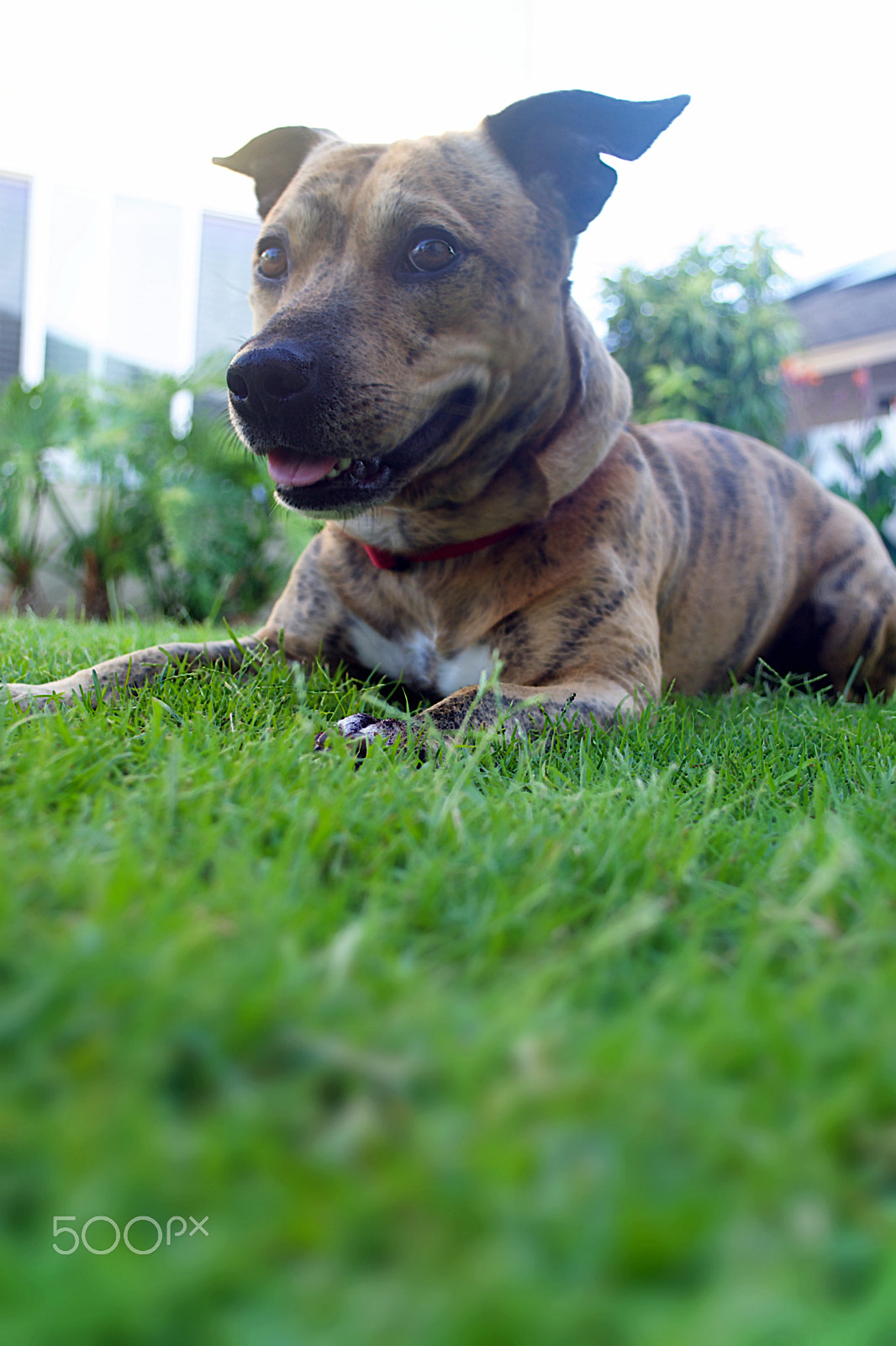 Nikon D7200 sample photo. Happymax photography