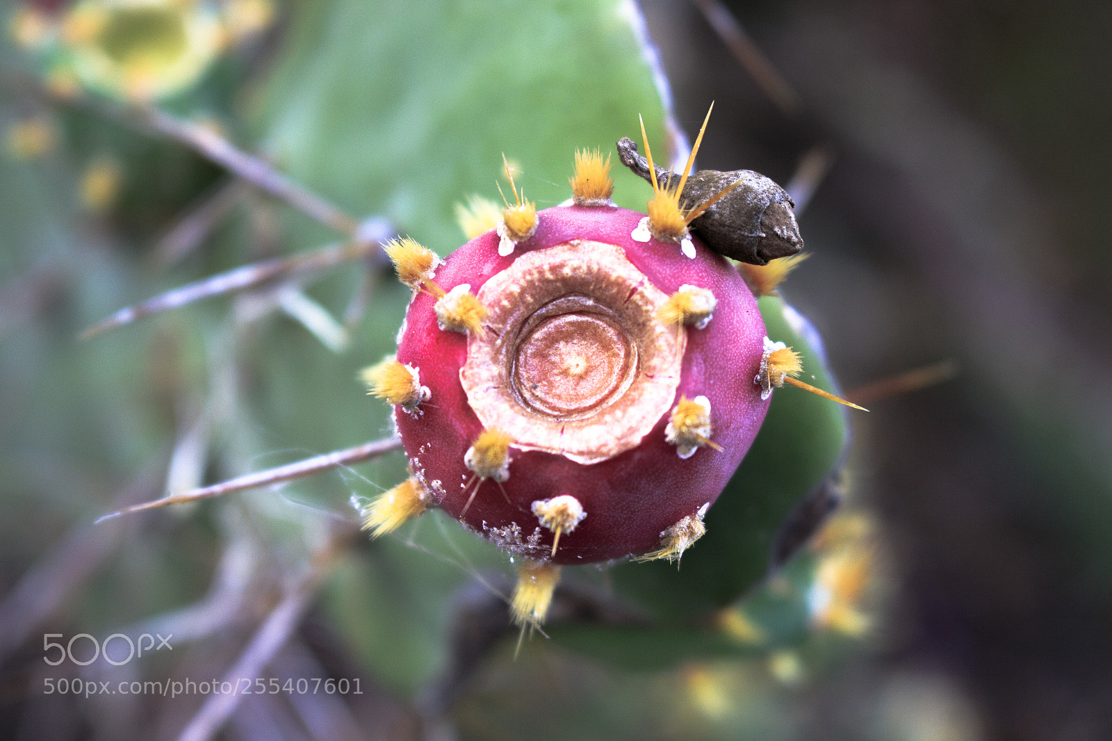 Canon EOS 700D (EOS Rebel T5i / EOS Kiss X7i) sample photo. Img photography