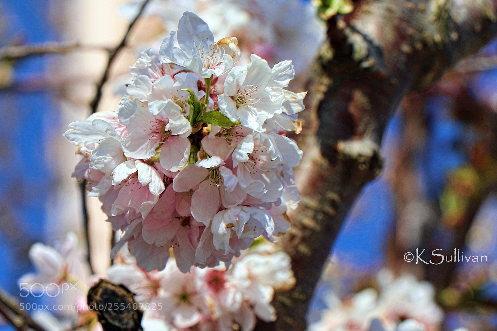 Canon EOS 77D (EOS 9000D / EOS 770D) sample photo. Bursting out in all photography