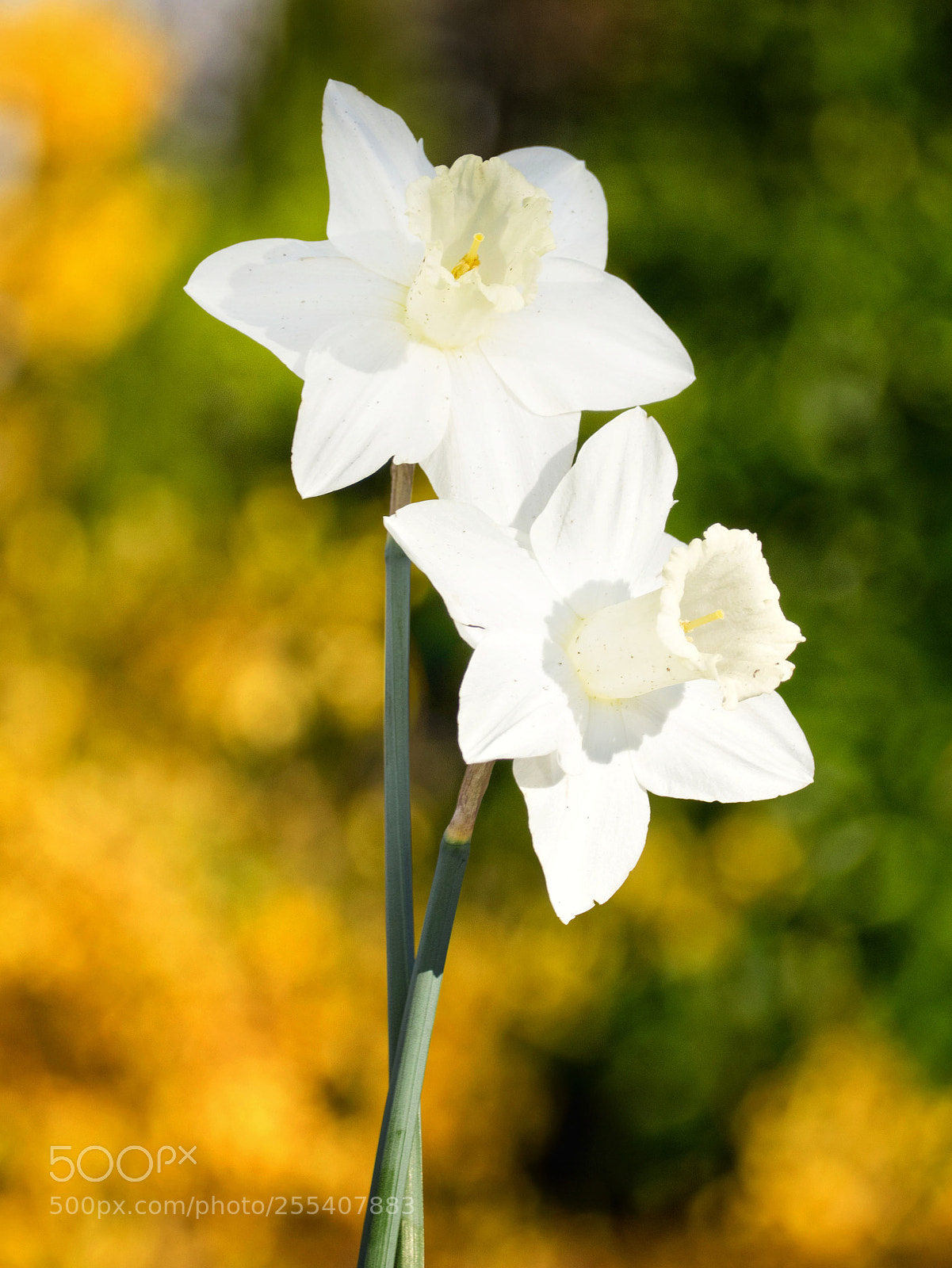 Olympus OM-D E-M1 sample photo. Beauty in my backyard photography