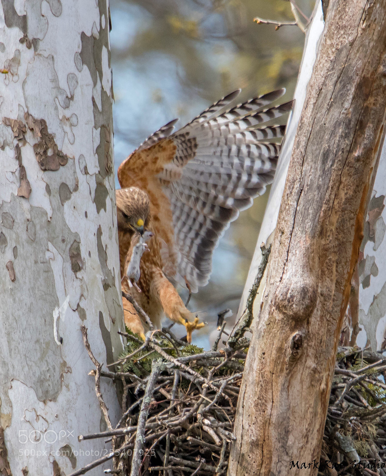 Canon EOS 80D sample photo. Red shouldered hawk photography