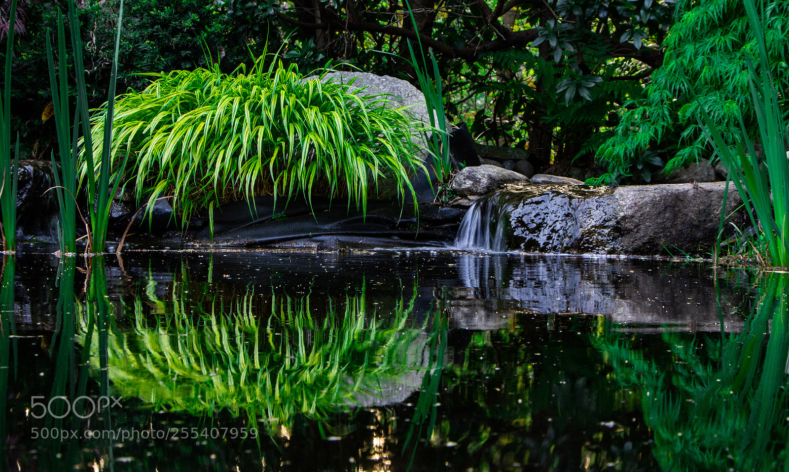 Canon EOS 60D sample photo. Backyard pond photography