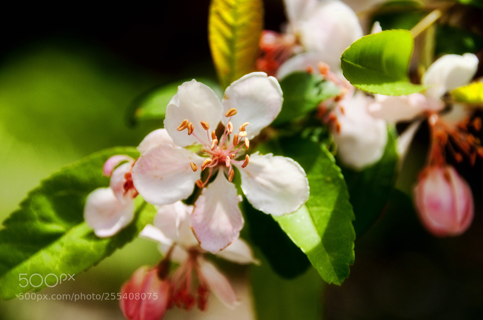 Nikon D90 sample photo. Cherry blossom 001 photography