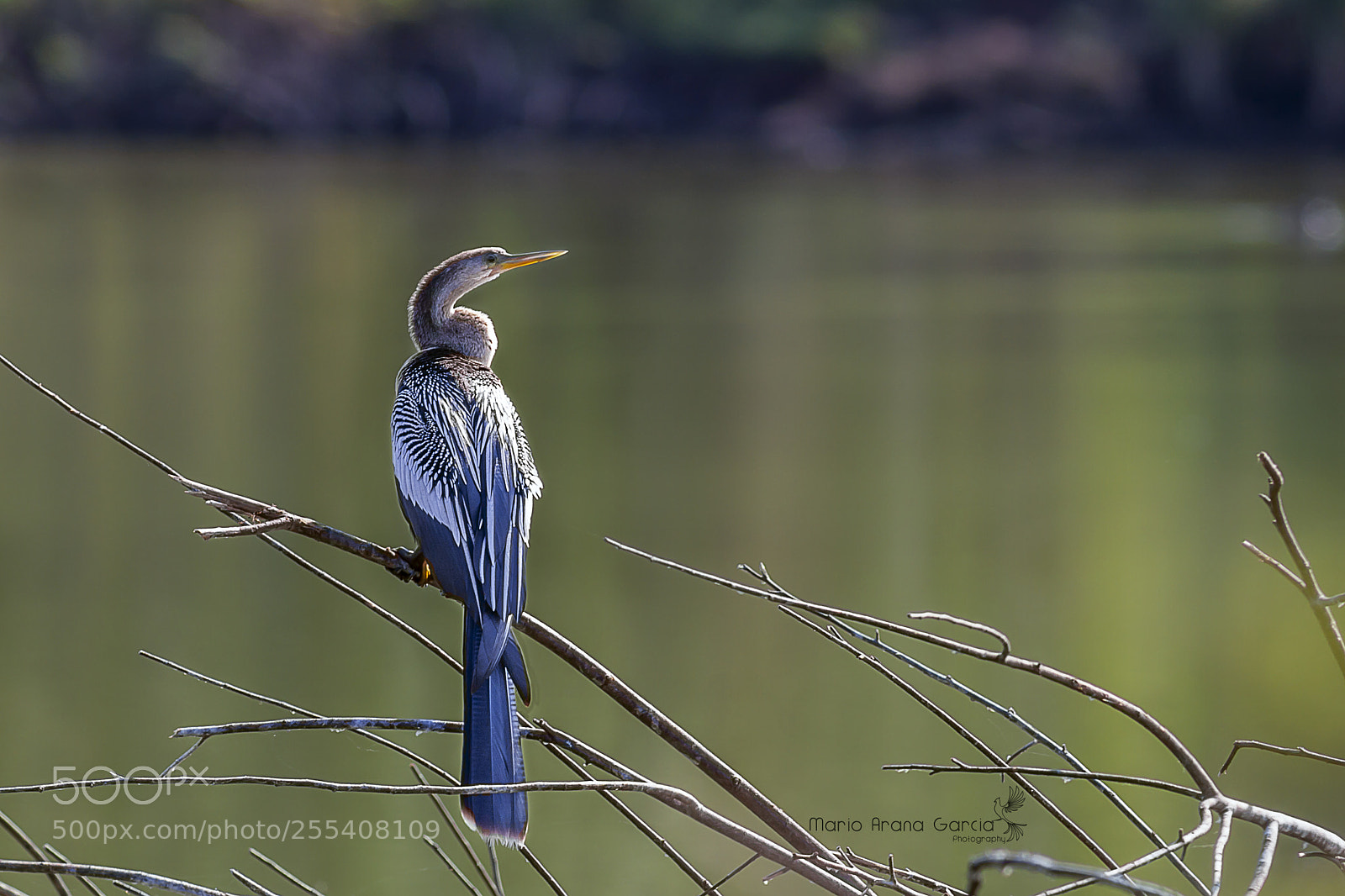 Canon EOS 7D sample photo. Anhinga photography