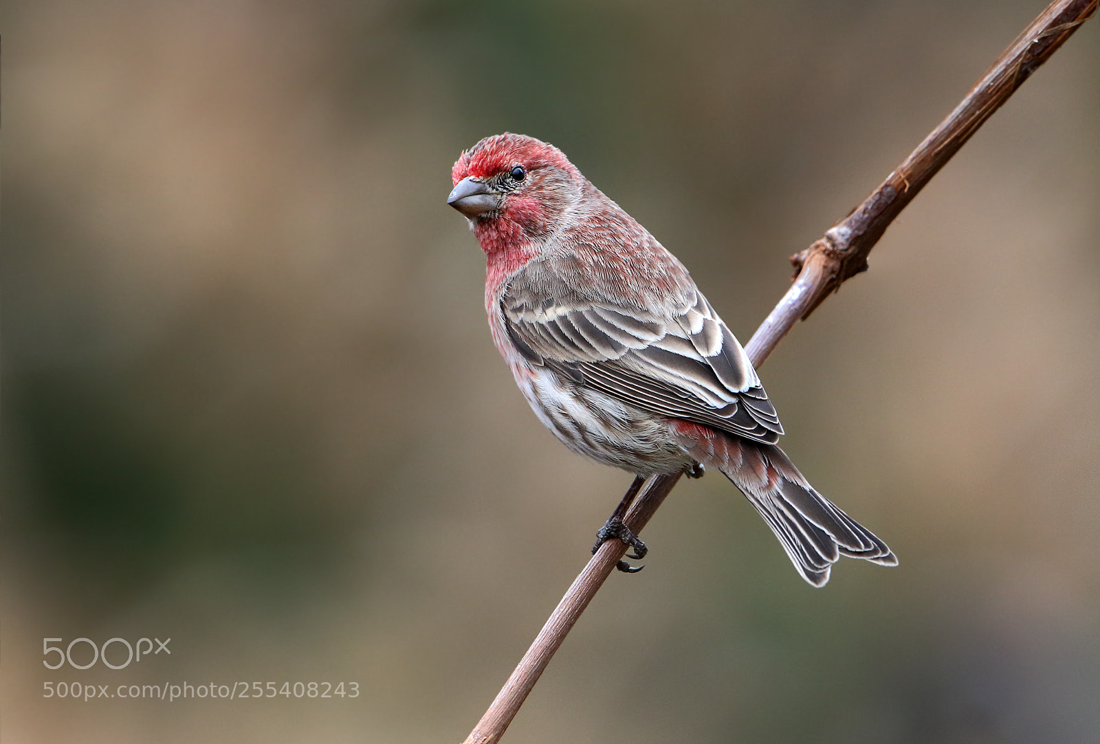 Canon EOS 7D Mark II sample photo. House finch photography