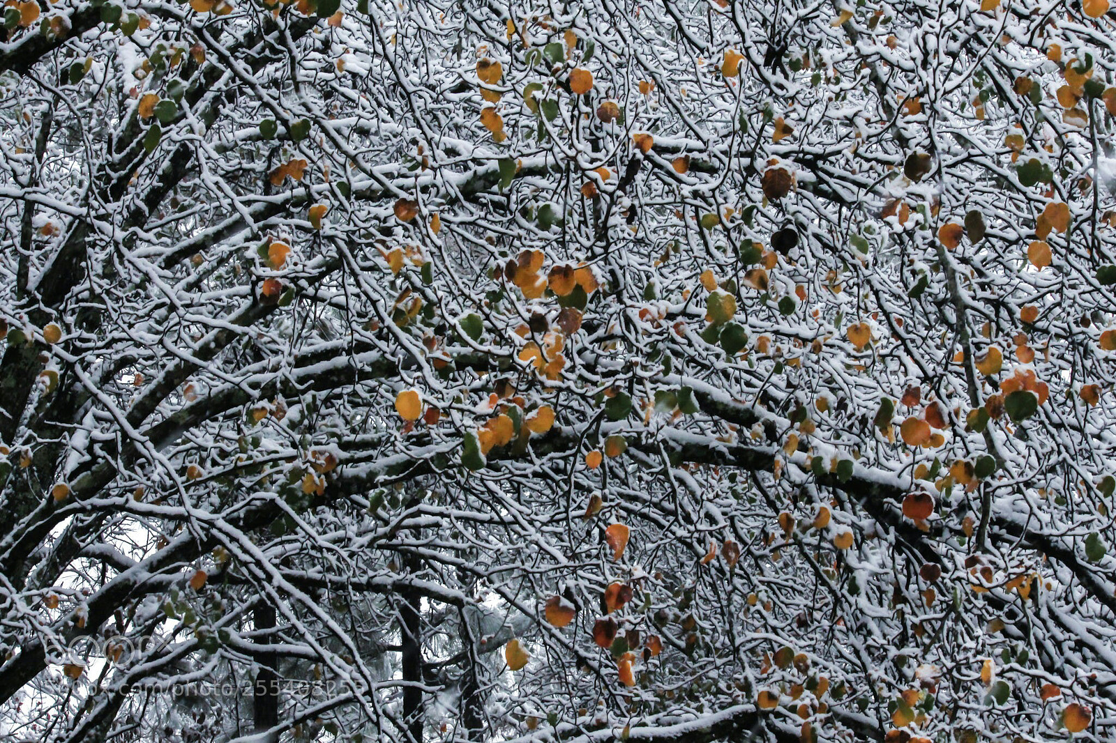 Canon EOS 700D (EOS Rebel T5i / EOS Kiss X7i) sample photo. An alabama snow photography