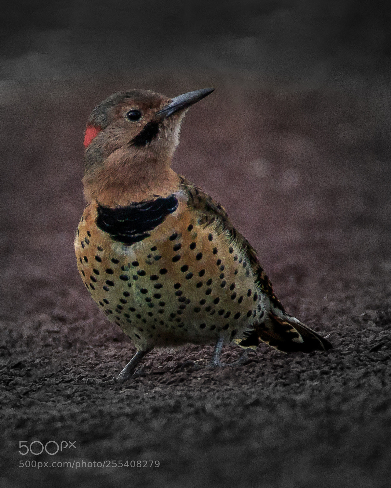 Canon EOS 7D Mark II sample photo. Flicker photography