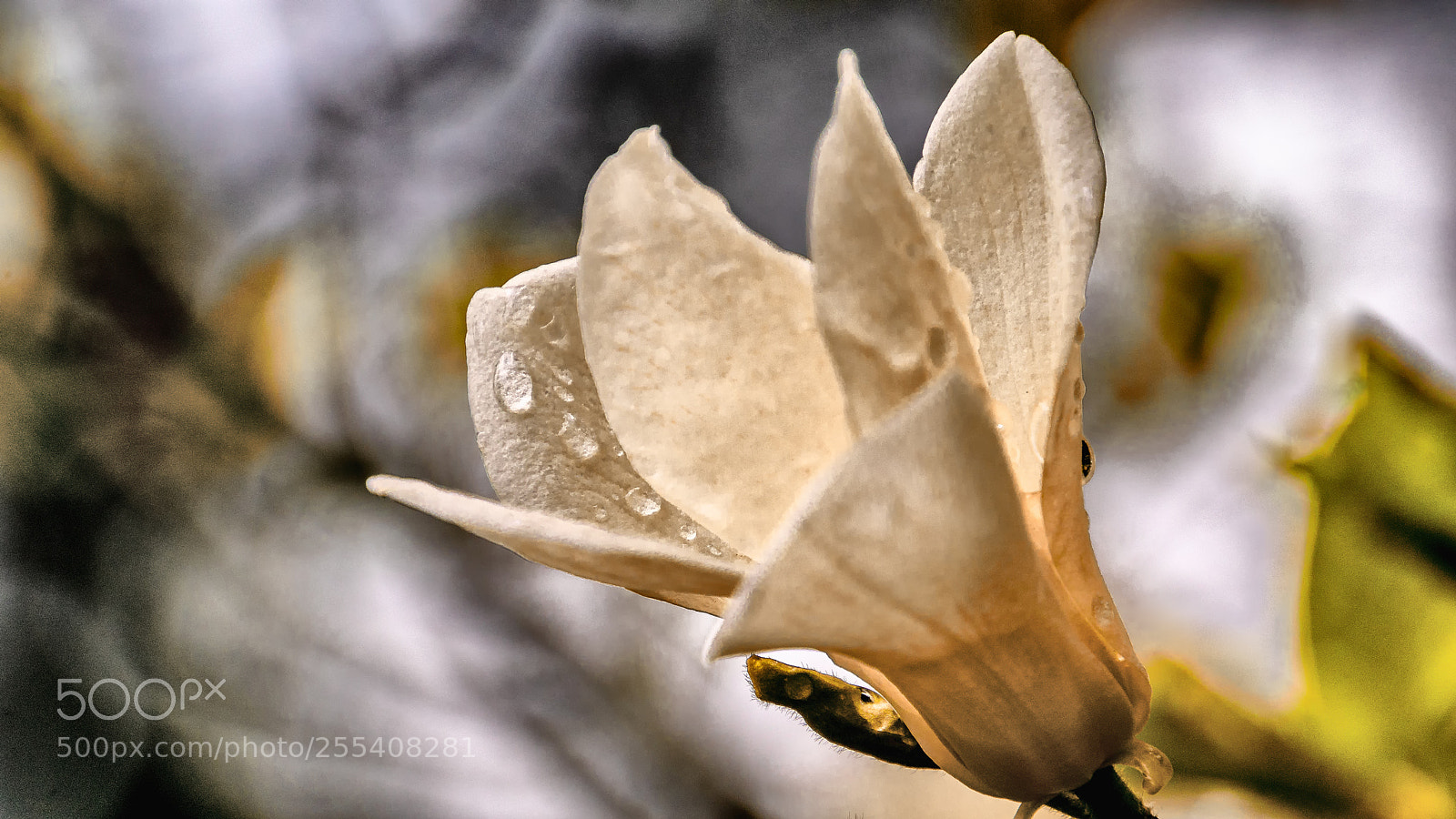 Sony ILCA-77M2 sample photo. Magnolia photography