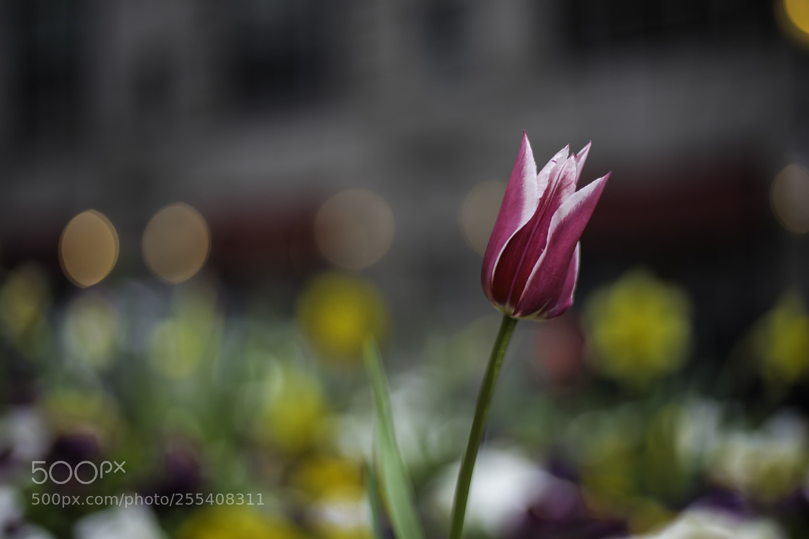 Canon EOS 5D Mark IV sample photo. Flower and bokeh photography