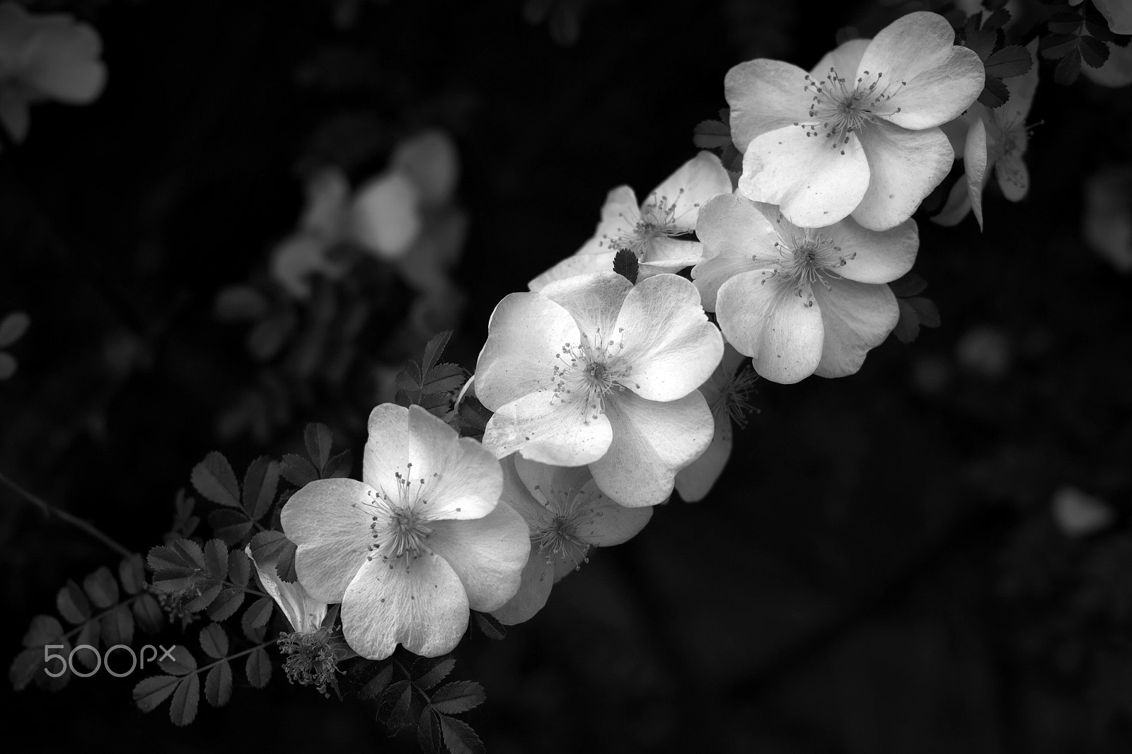 Sigma DP2 Merrill sample photo. B&w photography