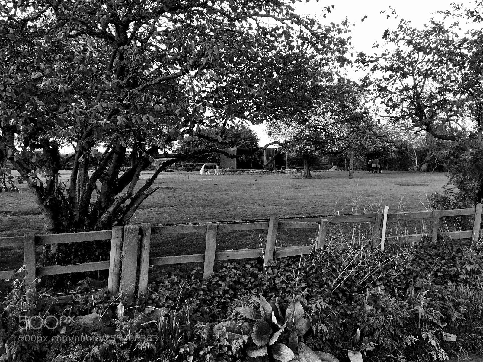 Apple iPhone SE sample photo. Horse in field photography