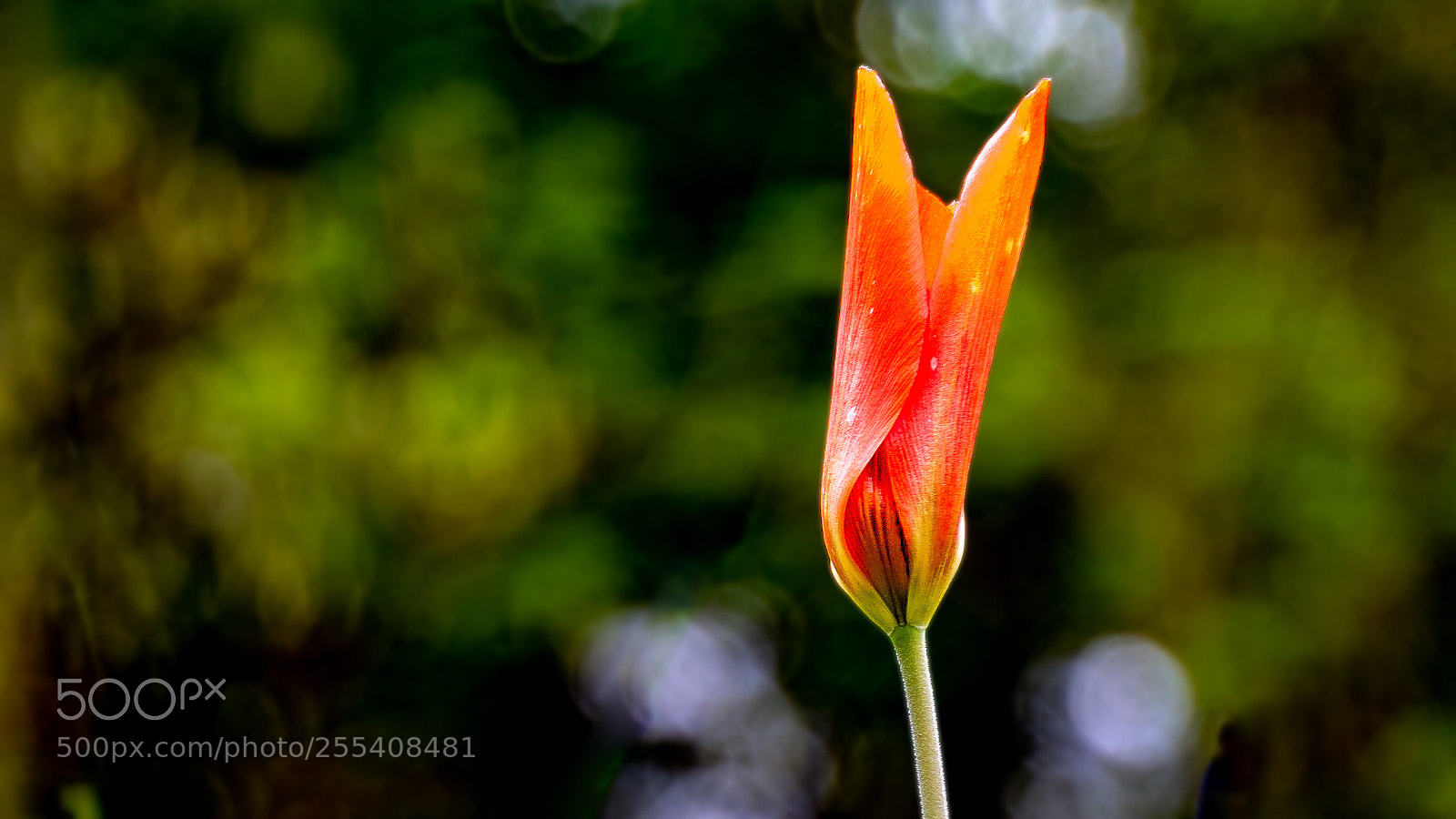 Sony ILCA-77M2 sample photo. Tulip photography