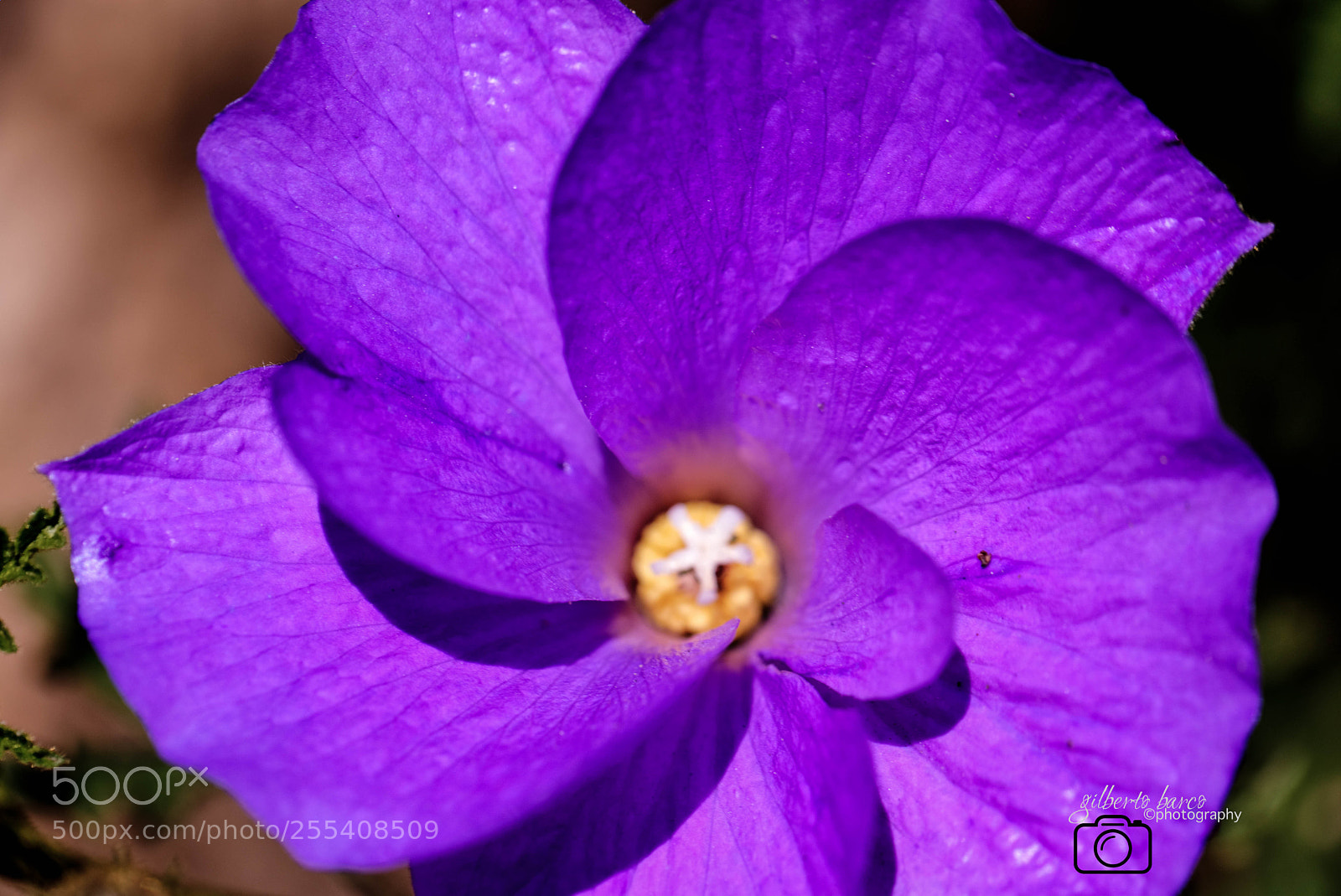 Canon EOS 6D sample photo. Purple flower photography