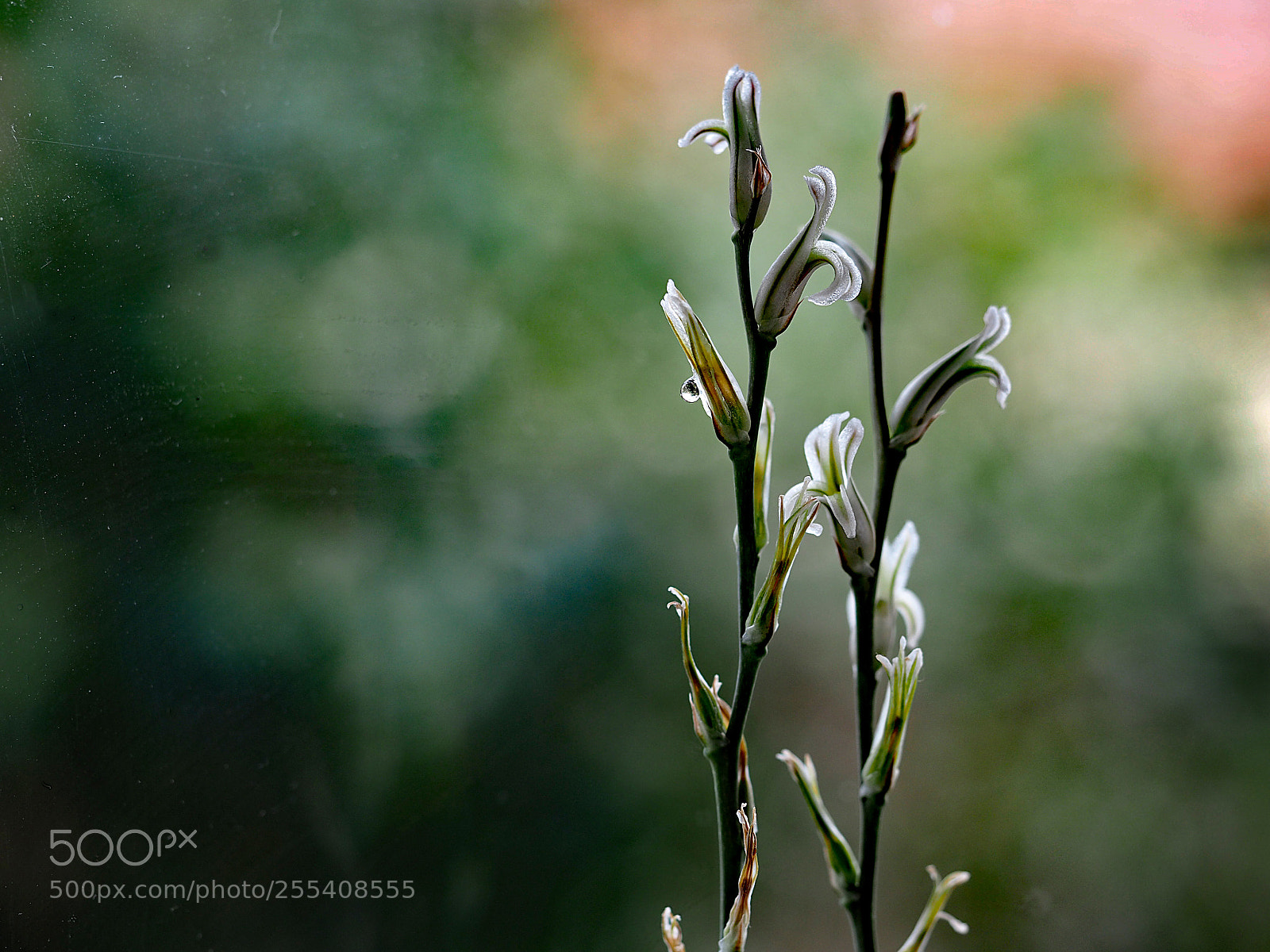 Olympus OM-D E-M5 II sample photo. Haworthia photography