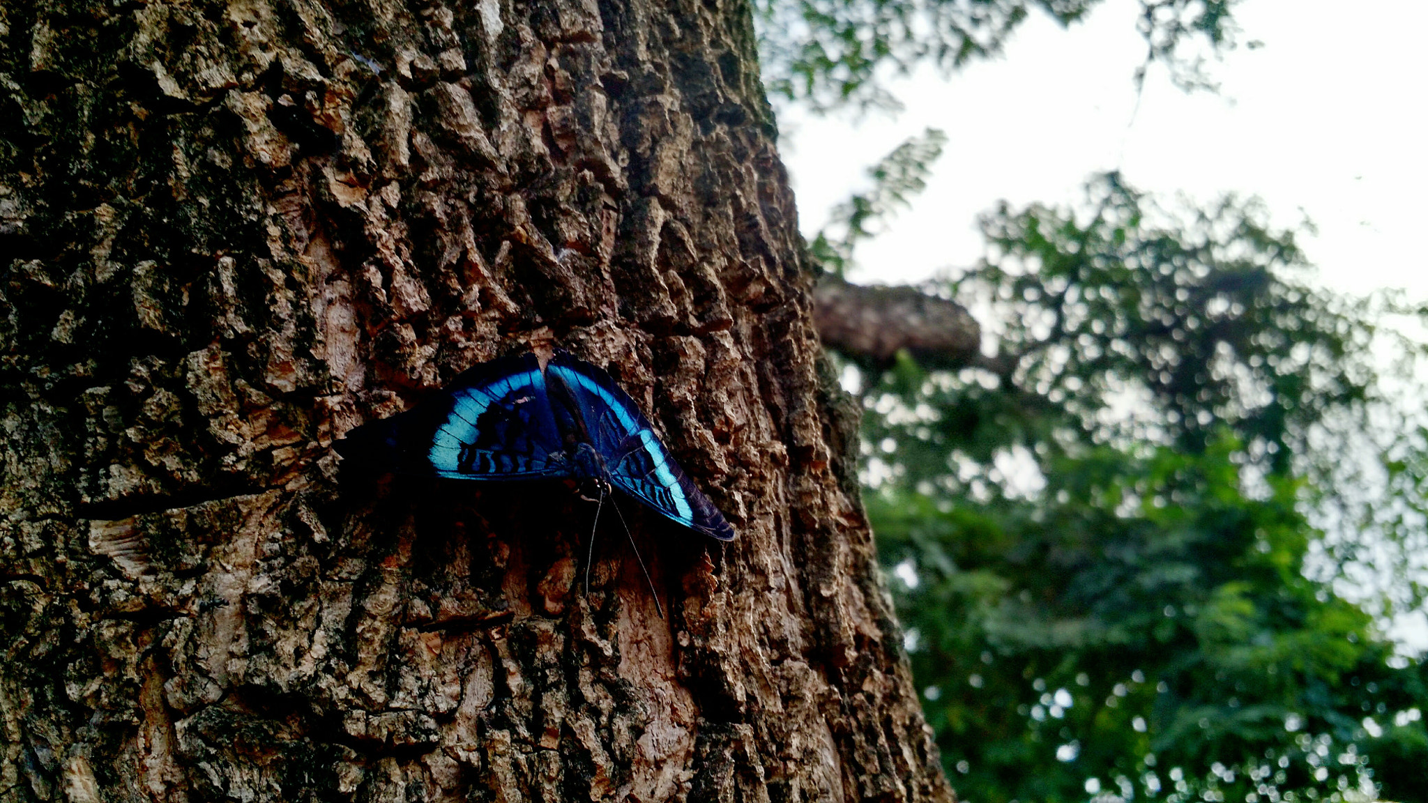 Motorola Moto X (2nd Gen) sample photo. Butterfly on break photography