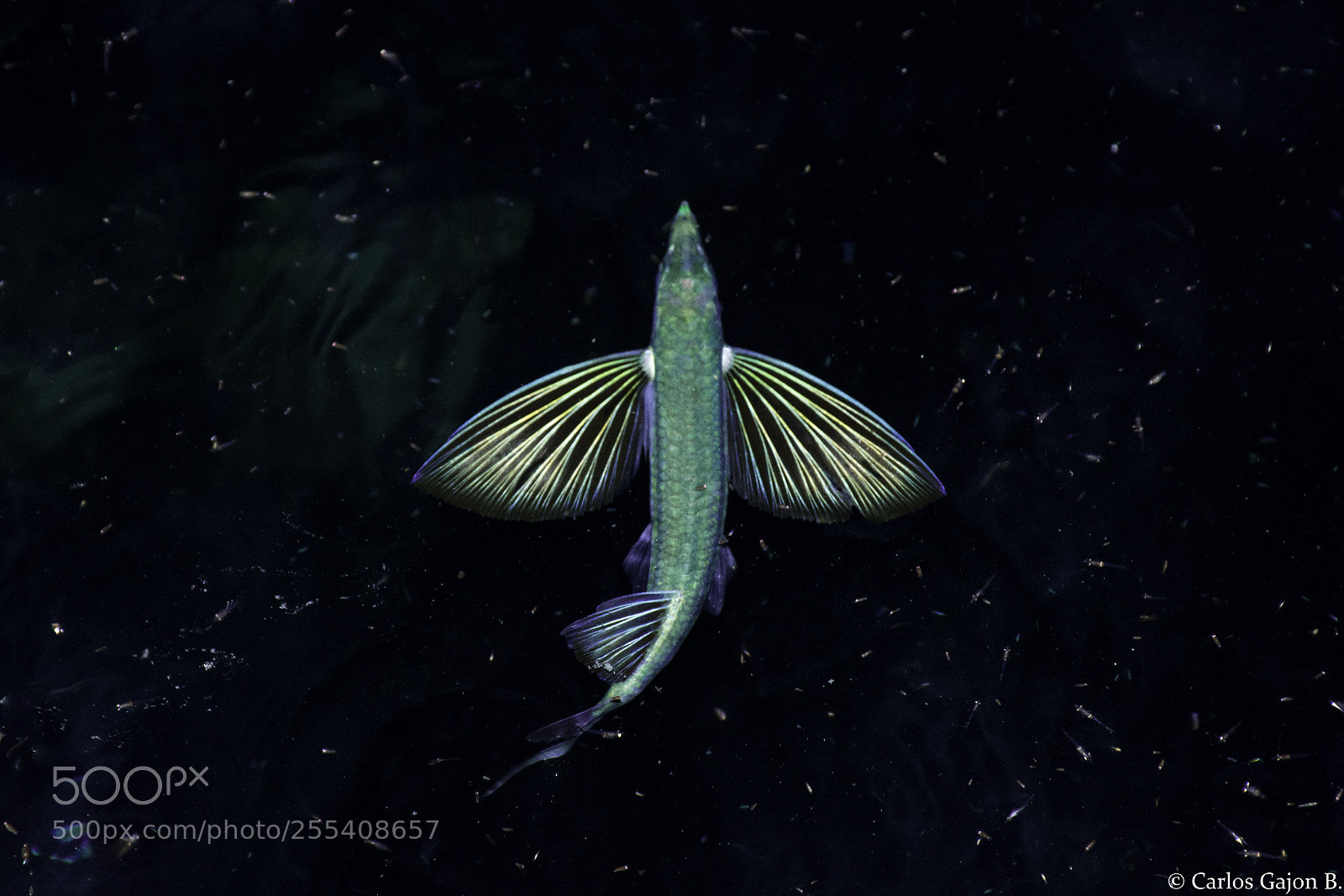 Nikon D7100 sample photo. Untitled photography