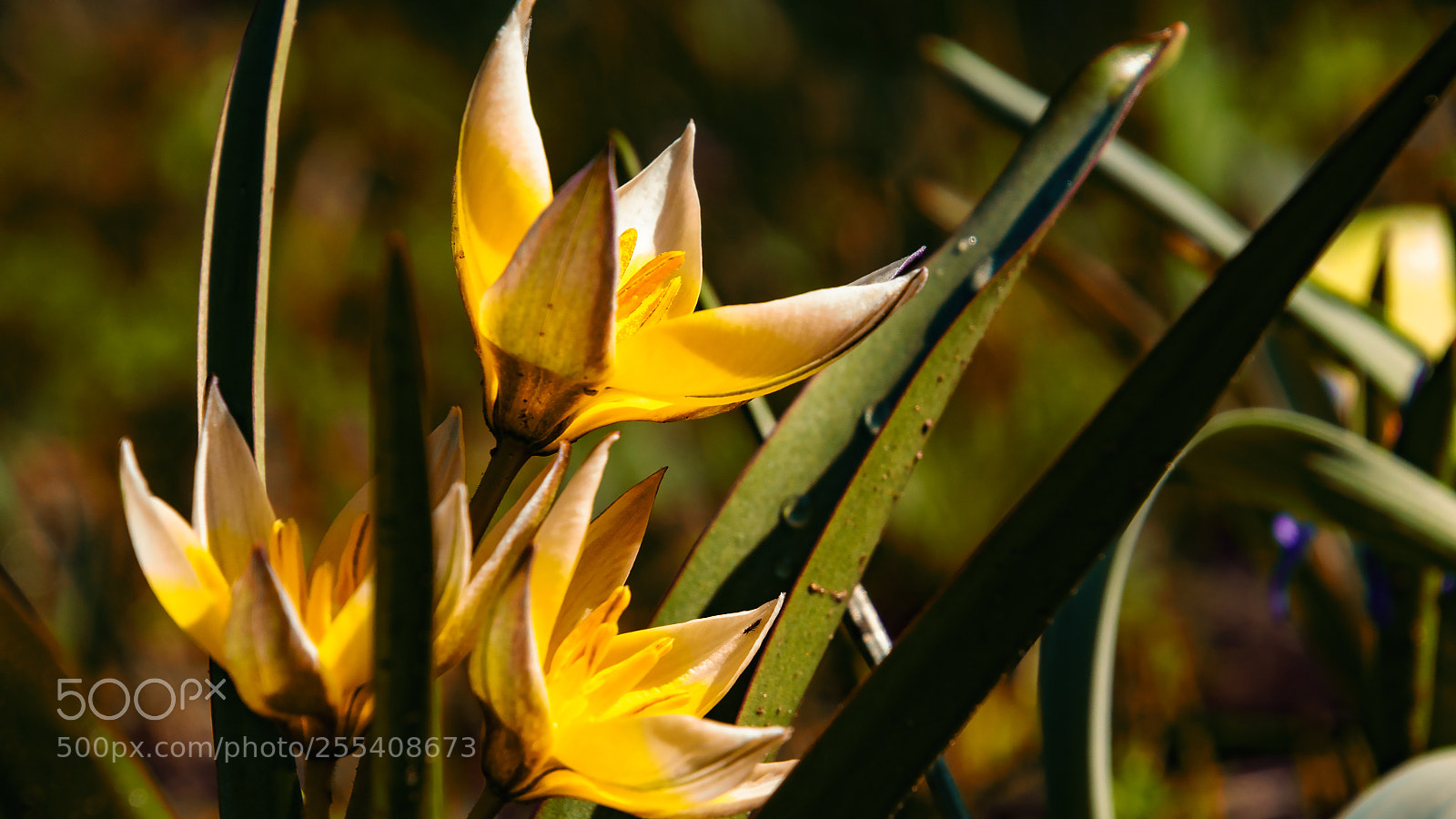 Sony ILCA-77M2 sample photo. Tulips photography