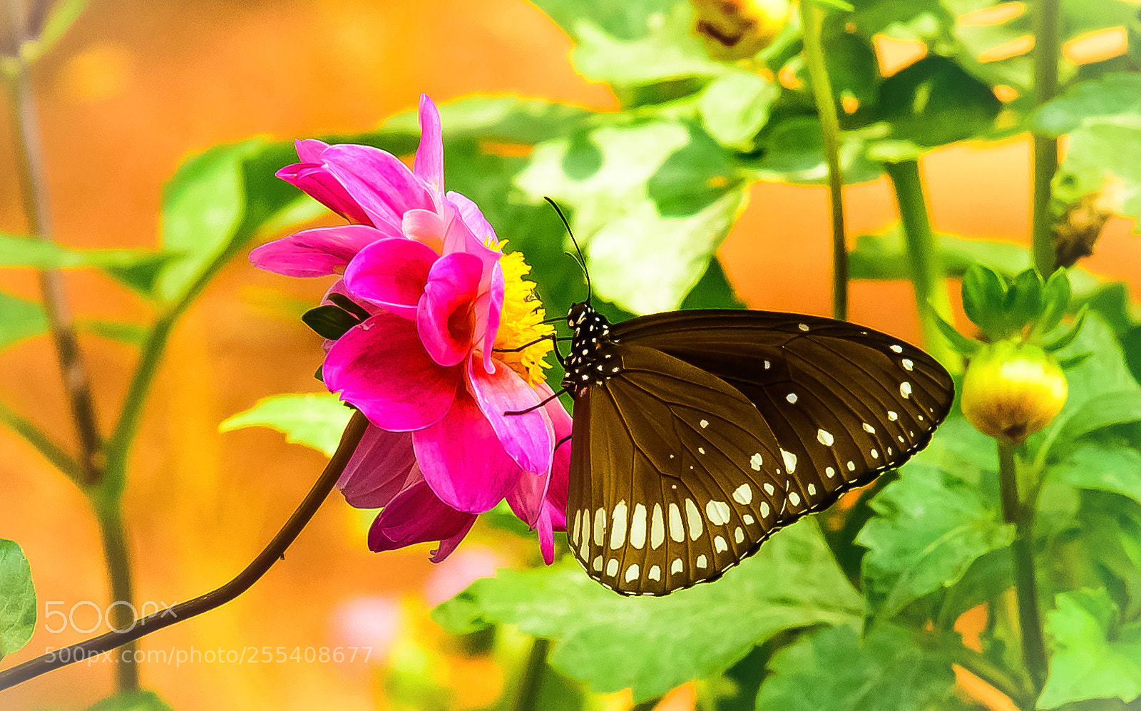 Nikon D810 sample photo. Perfectly matched photography