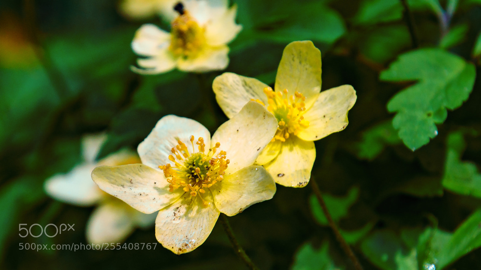 Sony ILCA-77M2 sample photo. Anemone photography