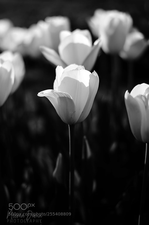 Nikon D7000 sample photo. Touch of nature photography