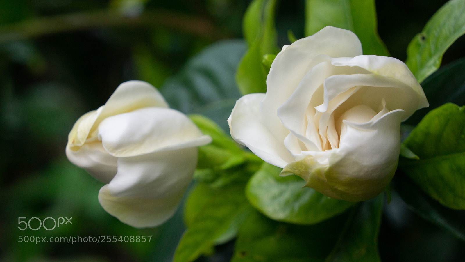 Sony Alpha NEX-7 sample photo. Untitled photography