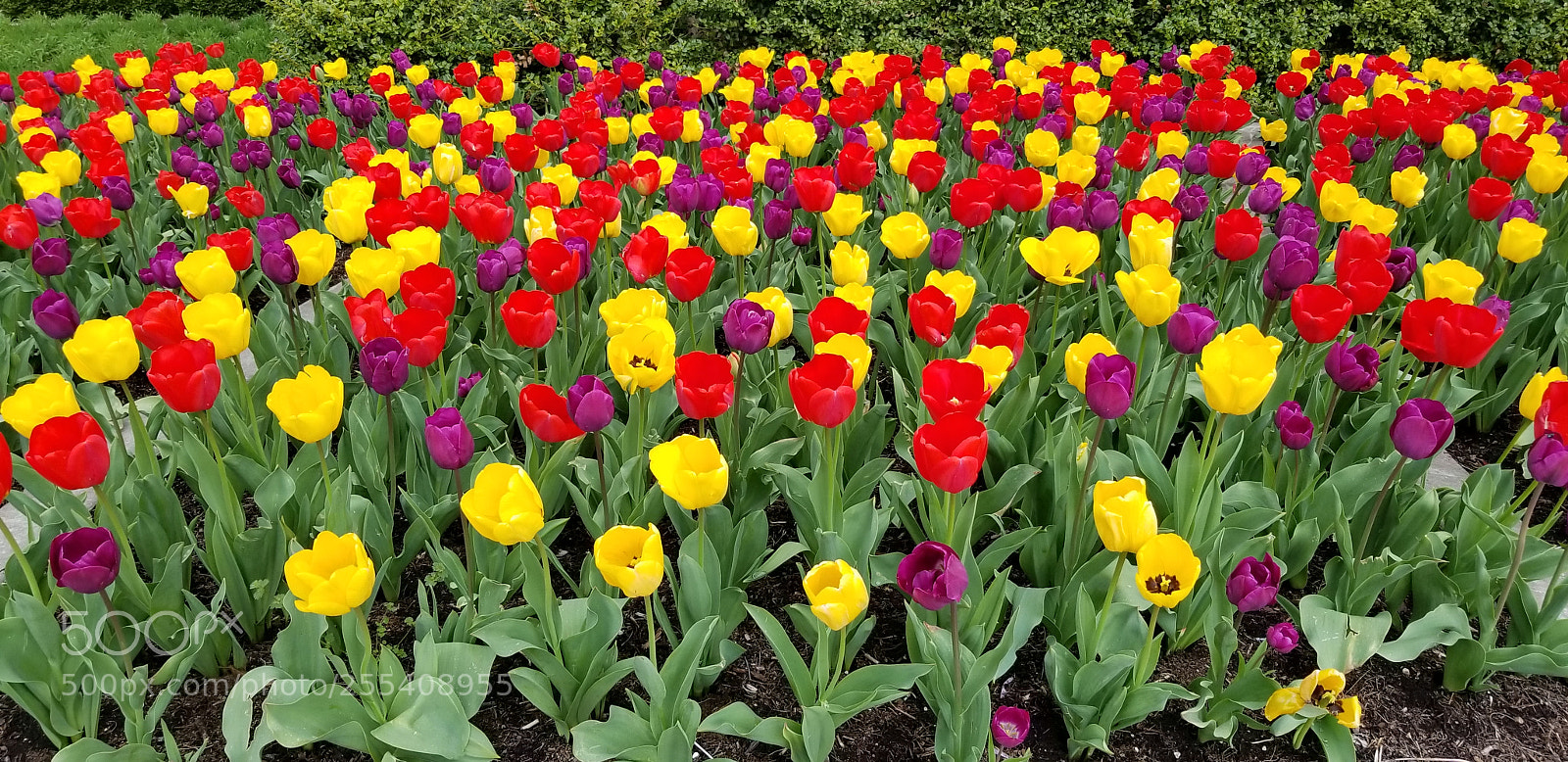 Samsung Galaxy S8 sample photo. 20180426_160446.jpg photography