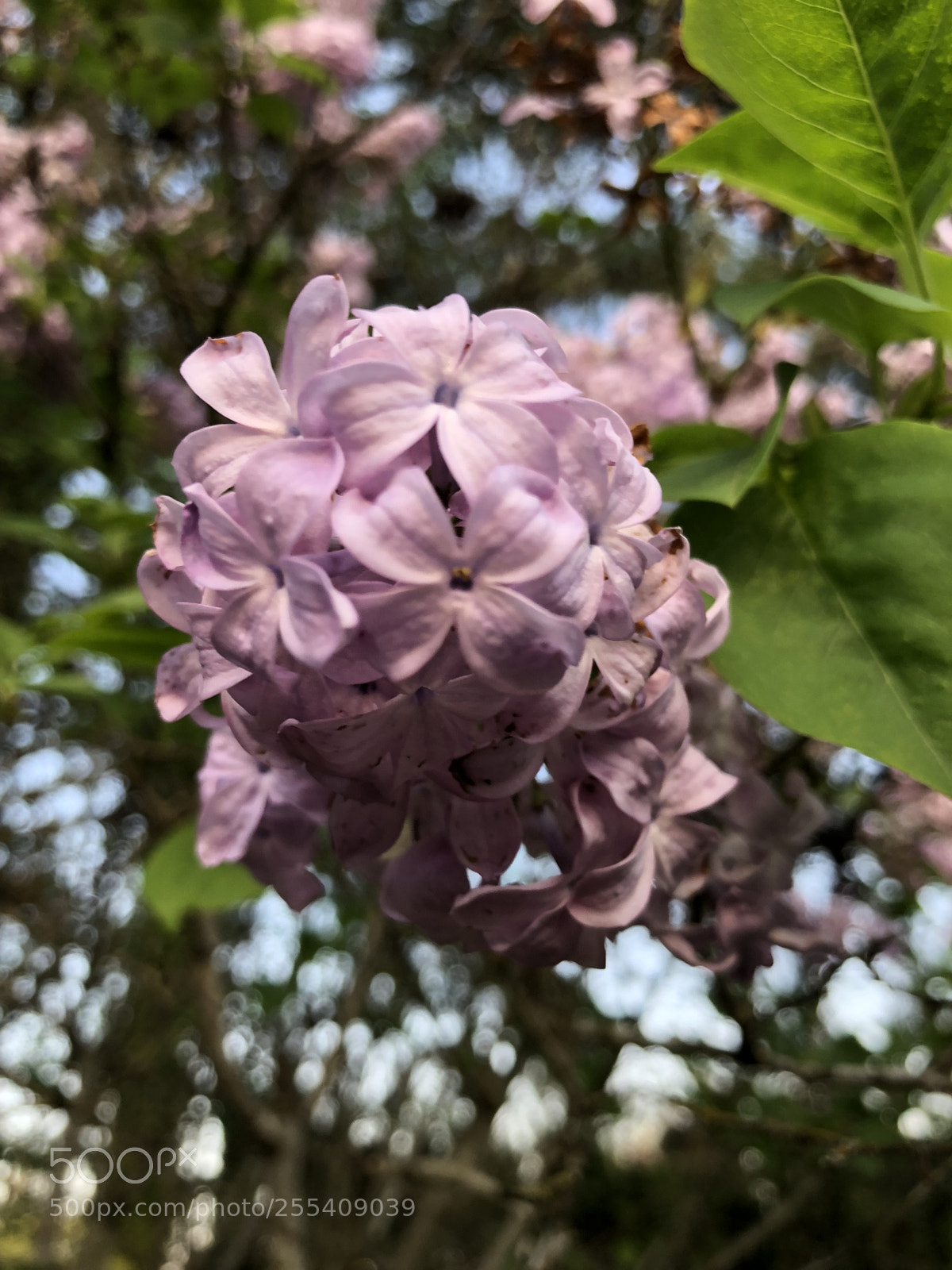 Apple iPhone X sample photo. Batch flowers photography