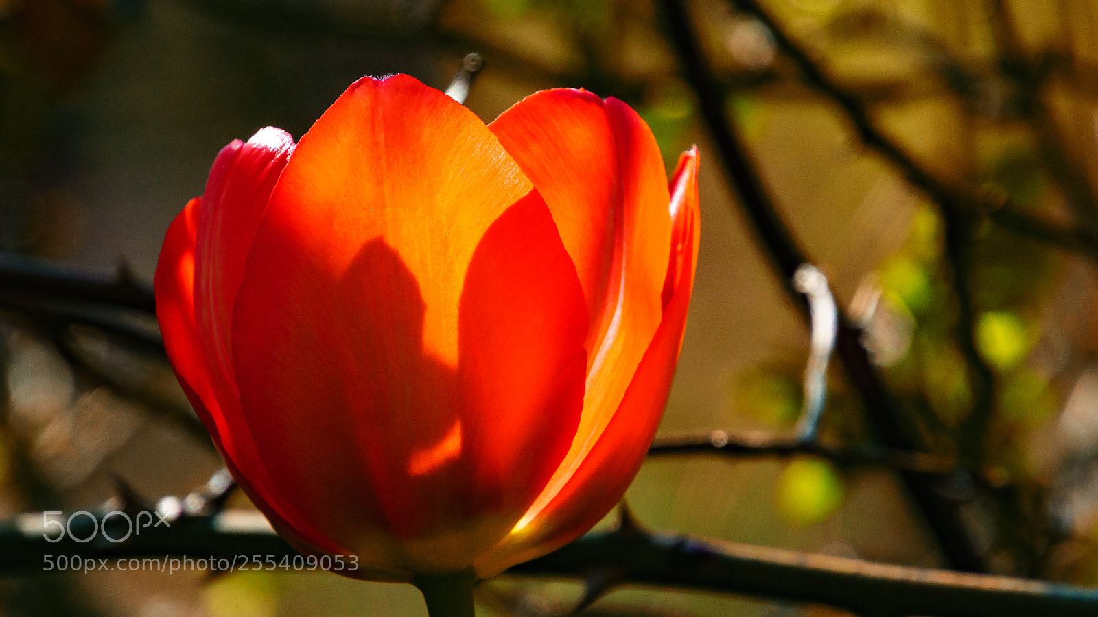 Sony ILCA-77M2 sample photo. Tulip photography