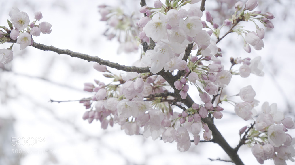 Sony a7 II sample photo. Lrg dsc photography