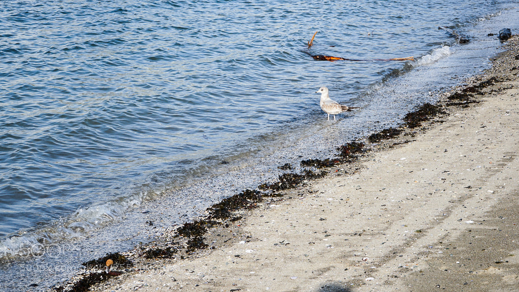 Sony a7 II sample photo. Dsc photography