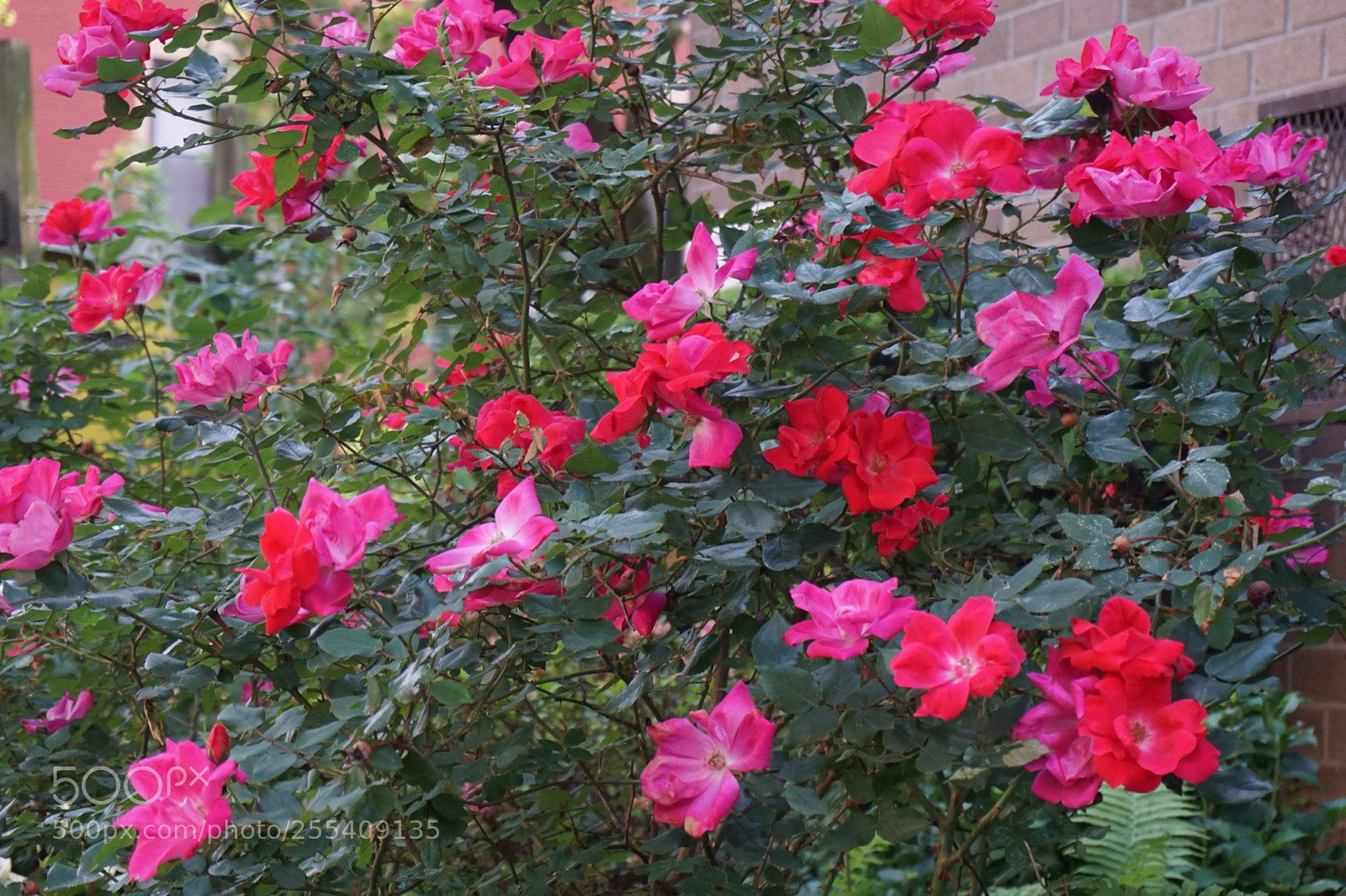 Sony a6000 sample photo. Flower photography