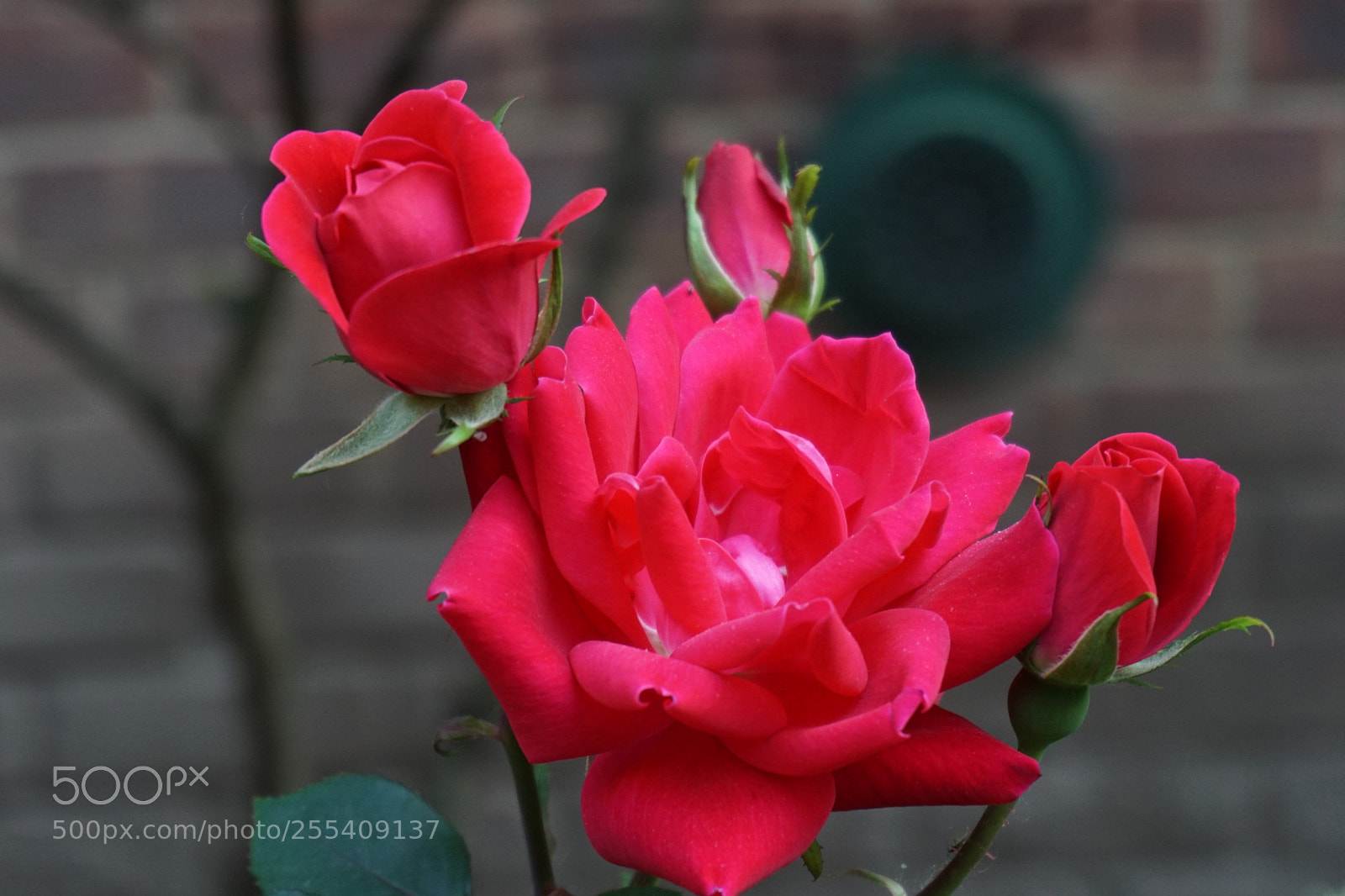 Sony a6000 sample photo. Flower photography