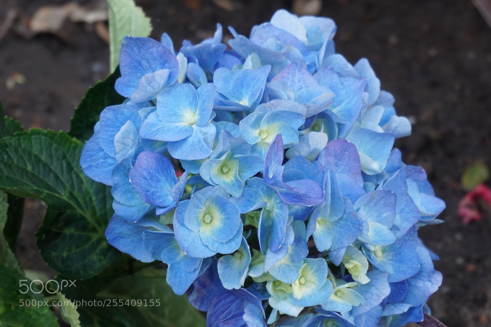 Sony a6000 sample photo. Flower photography