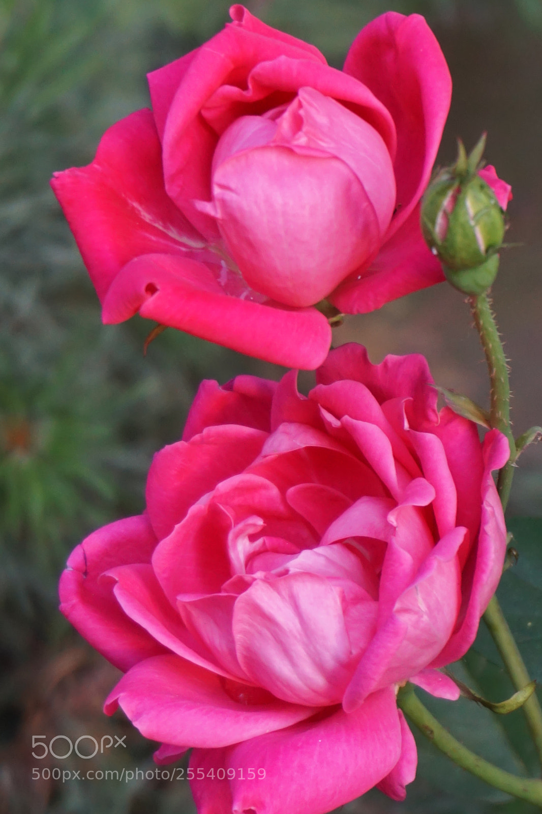 Sony a6000 sample photo. Flower photography