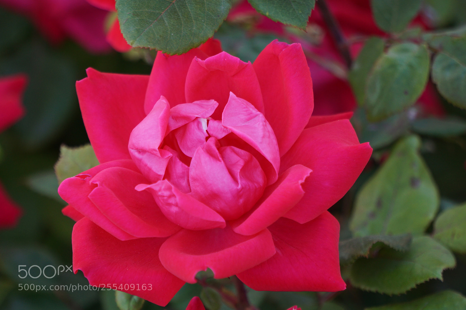 Sony a6000 sample photo. Flower photography