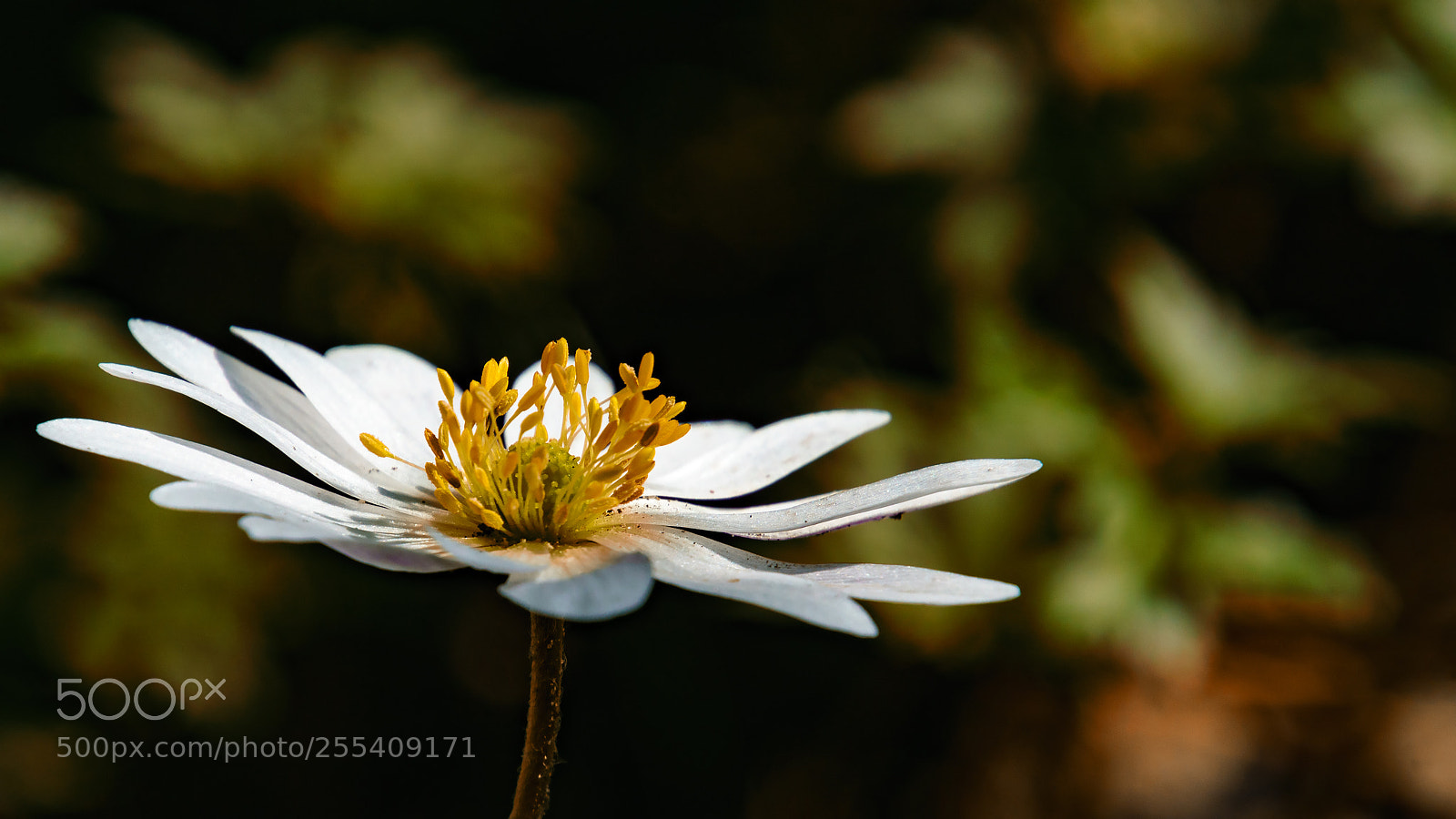 Sony ILCA-77M2 sample photo. Anemone photography
