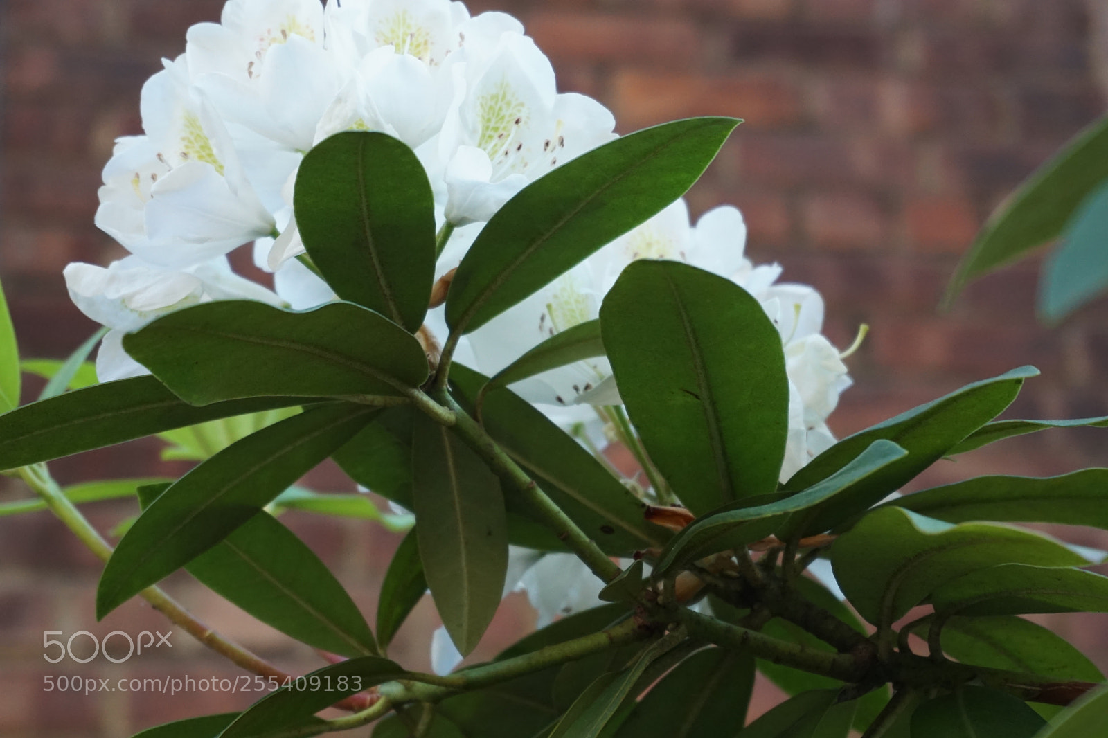 Sony a6000 sample photo. Flower photography