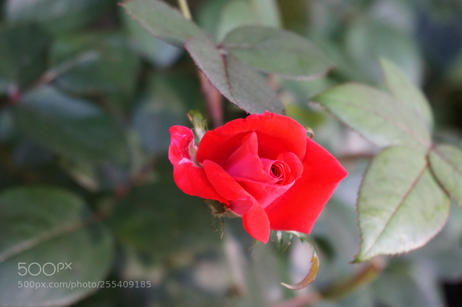 Sony a6000 sample photo. Flower photography