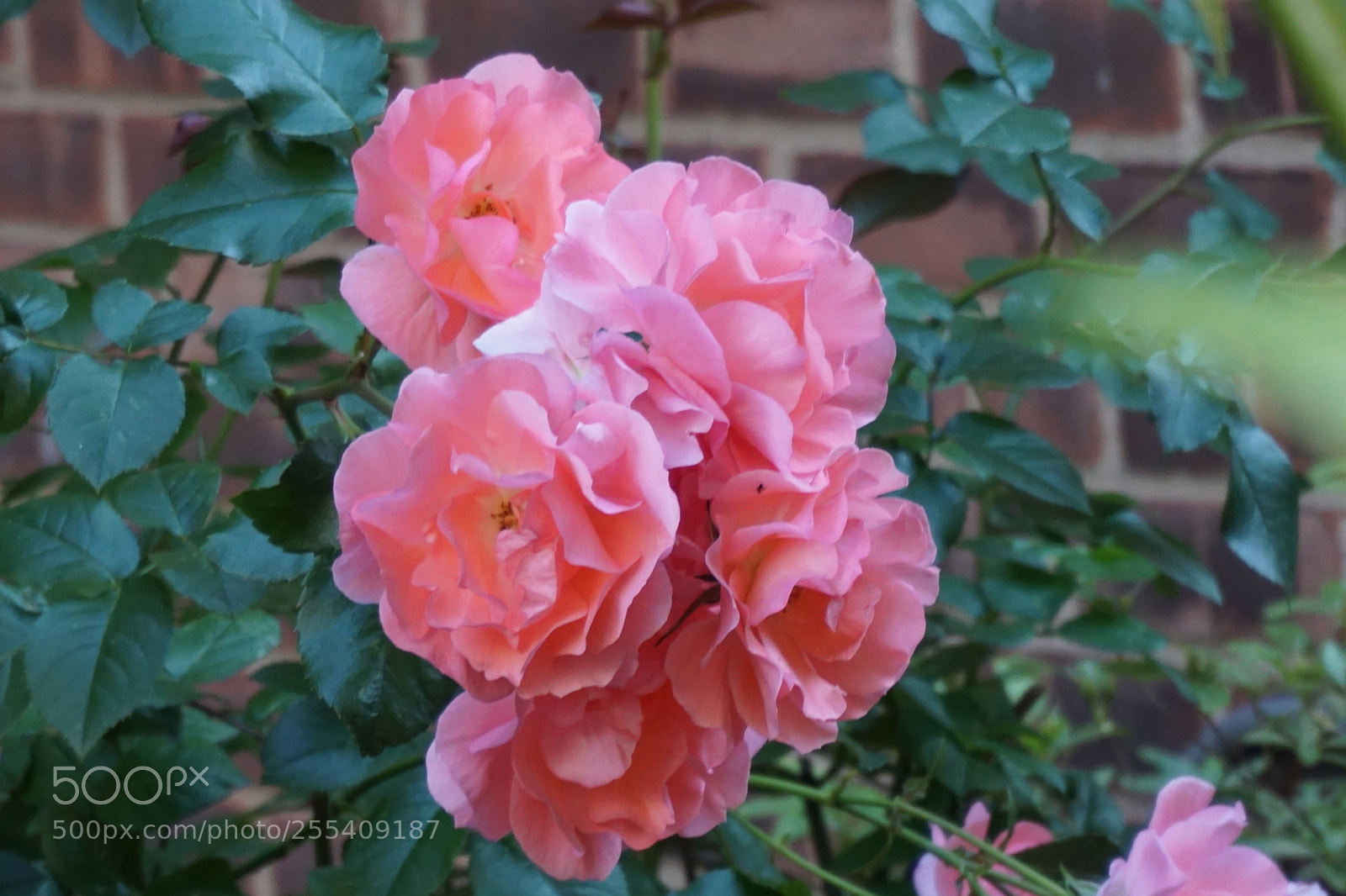 Sony a6000 sample photo. Flower photography