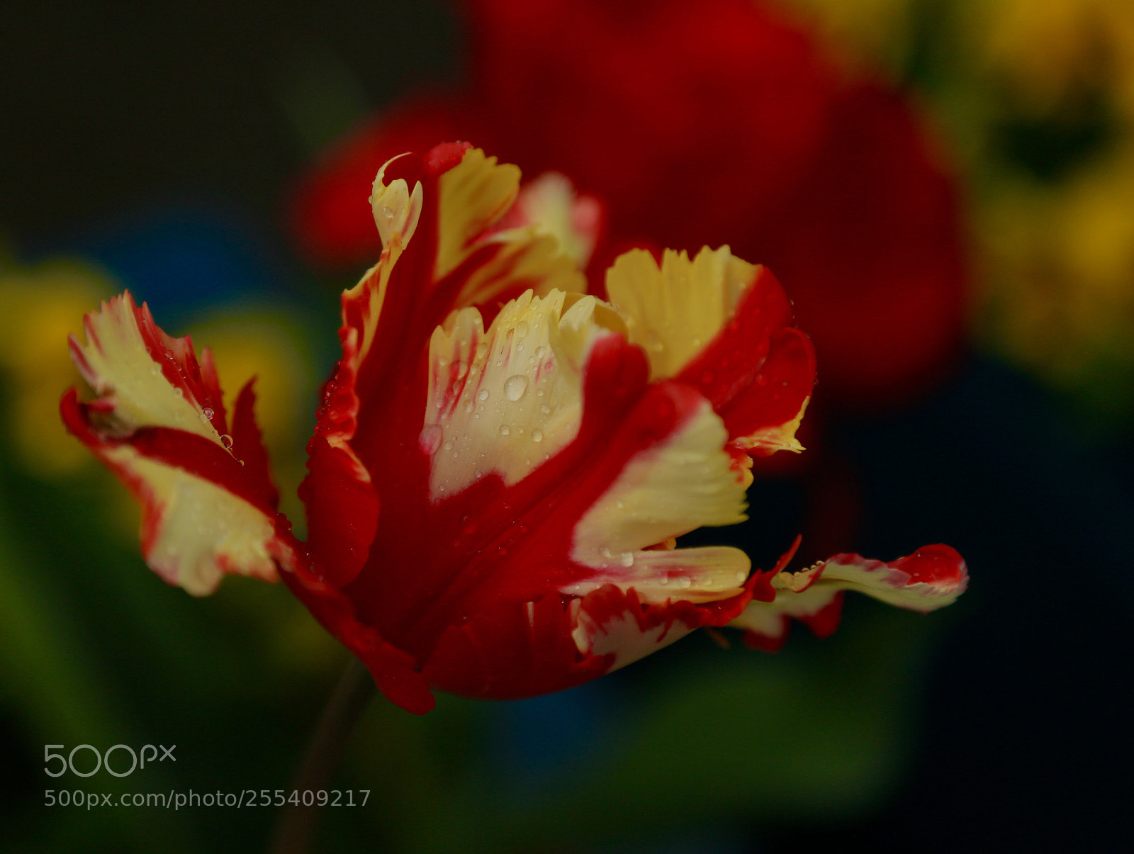 Canon EOS 6D sample photo. Untitled photography