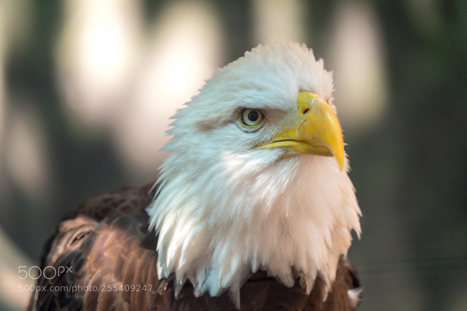 Sony a7R III sample photo. The eagle has landed photography