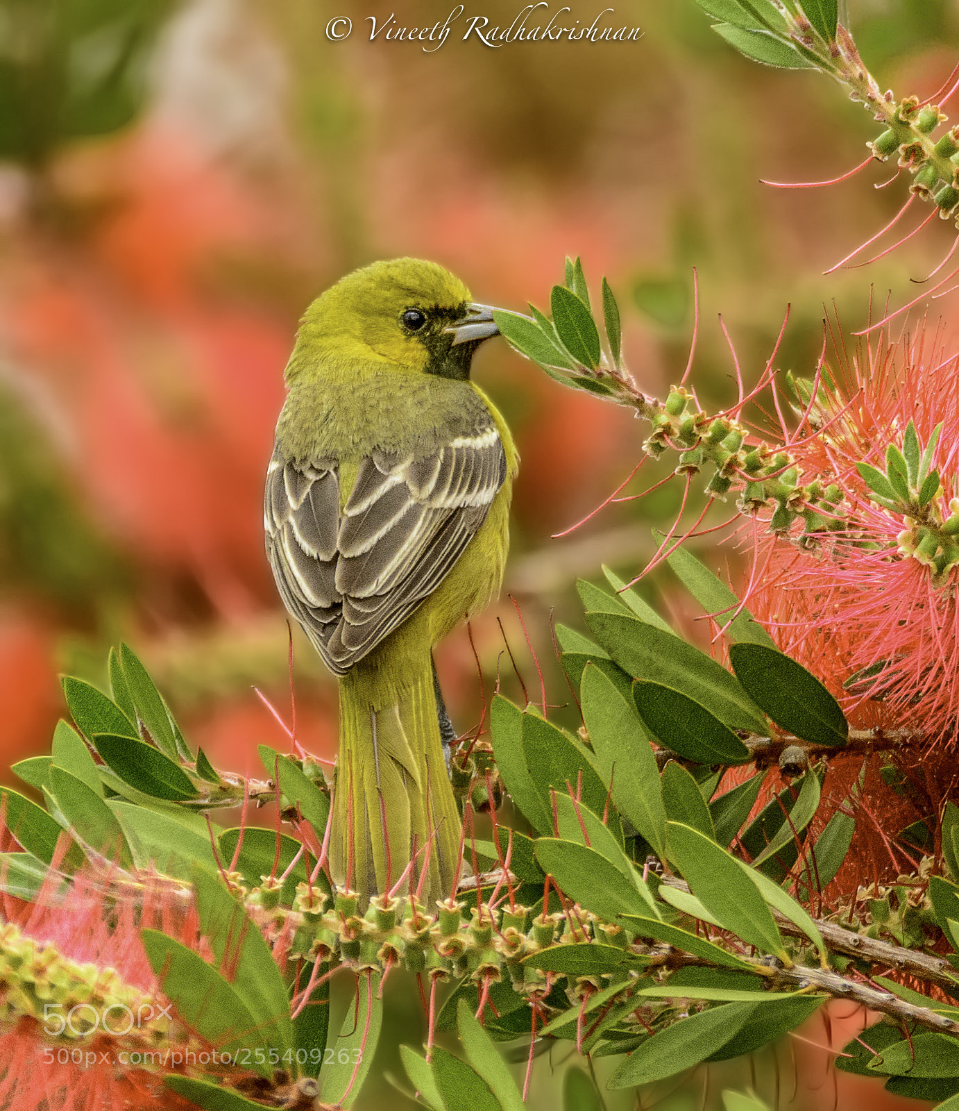 Nikon D7100 sample photo. Orchard oriole immature male photography