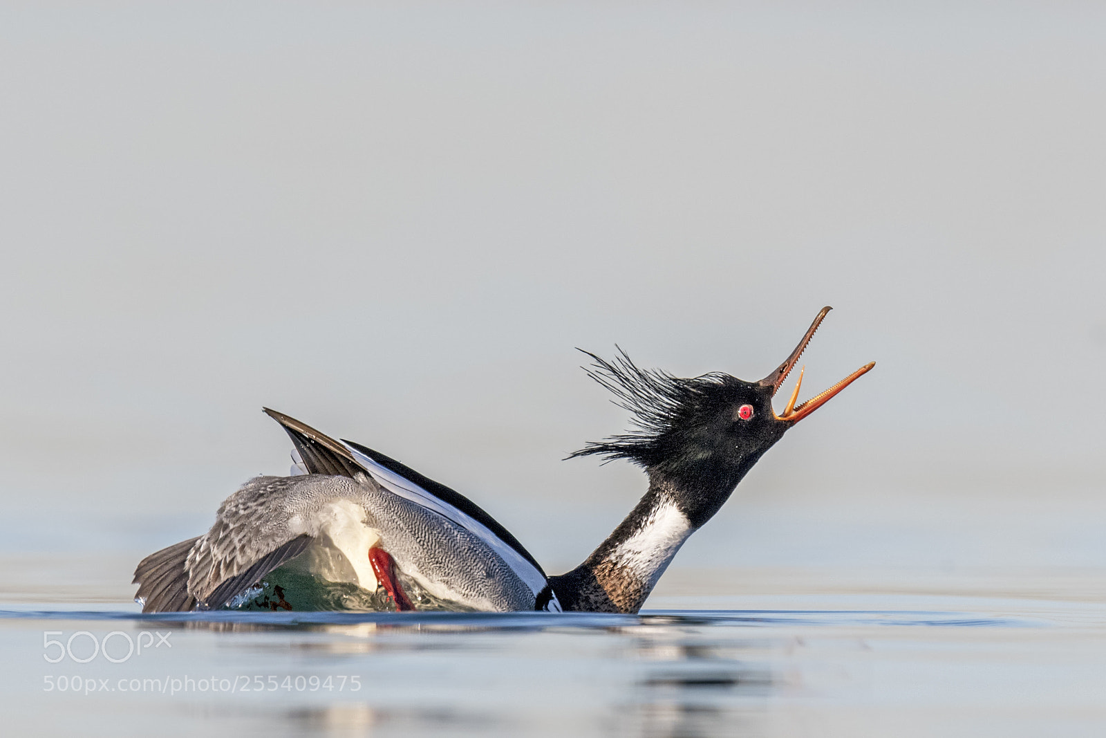 Nikon D850 sample photo. Red-breasted merganser photography