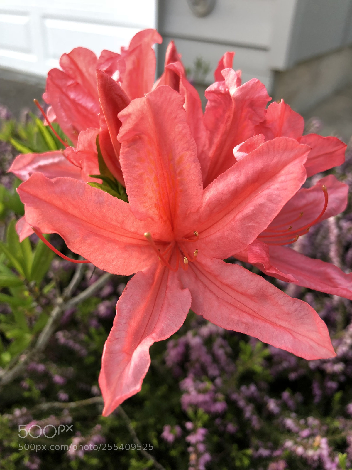 Apple iPhone X sample photo. Orange photography