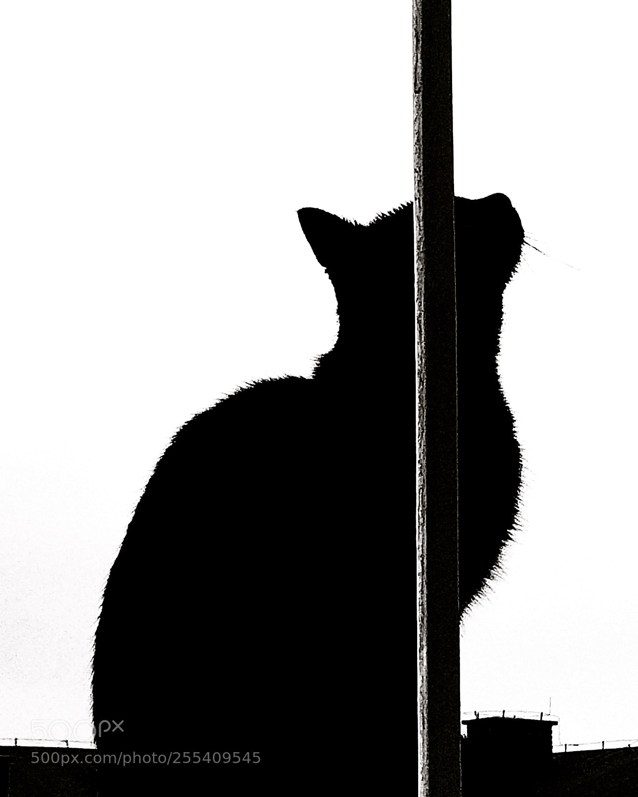 Apple iPhone 5s sample photo. Cat photography